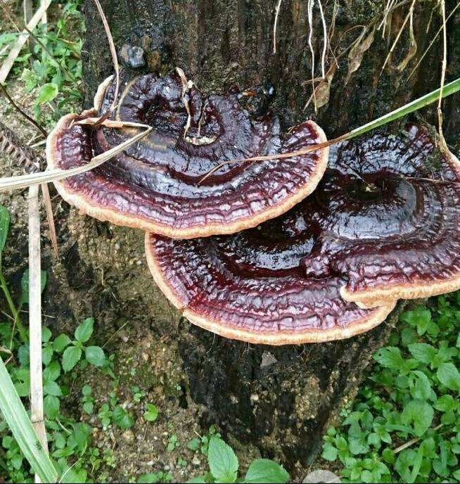 靈芝富含靈芝多糖、靈芝三萜等