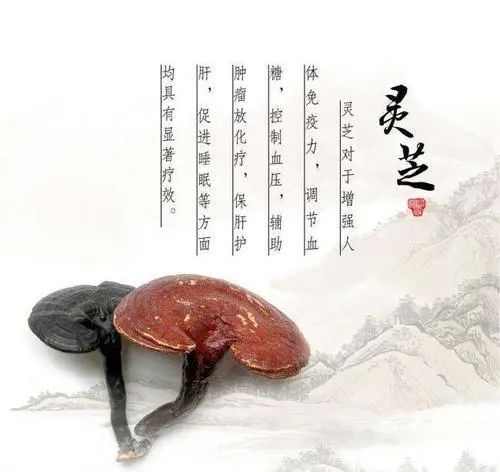 靈芝對心臟的保護(hù)作用